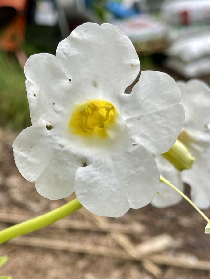 6x Tuingloxinia - Incarvillea del. 'Snowtop' ( 'alba') | 9x9 cm pot