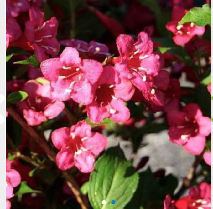 Weigela ' Bristol Ruby' - Weigela 50 - 60 cm in pot