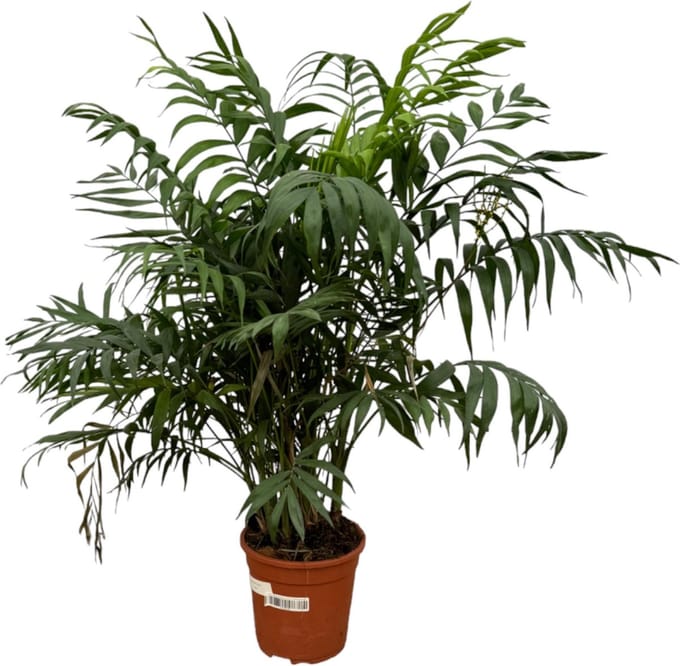 Chamaedorea Elegans - 100 cm - Ø21cm