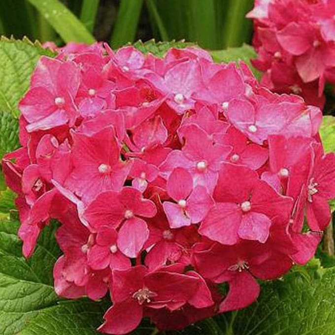 Hydrangea Macrophylla 'Deutschland' - Hortensia 25-30 cm in pot
