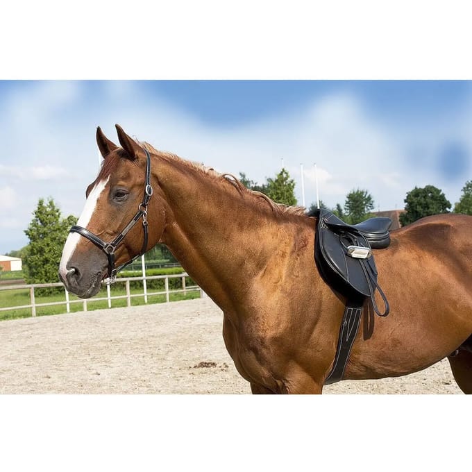 Grooming lederen halster voor volbloed paarden ERIC THOMAS “Pro”