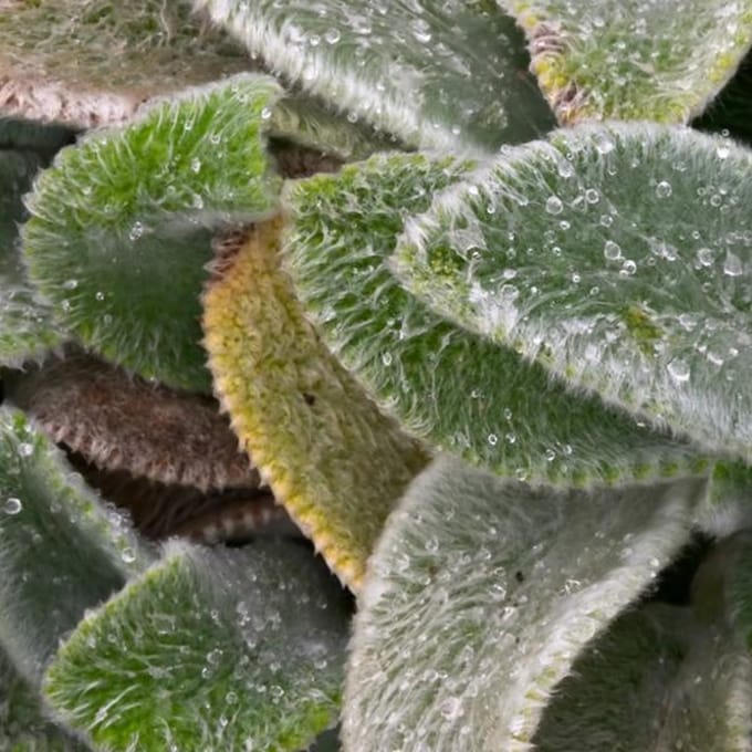 6 x Stachys Byzantina 'Silver Carpet' - Ezelsoren pot 9x9cm