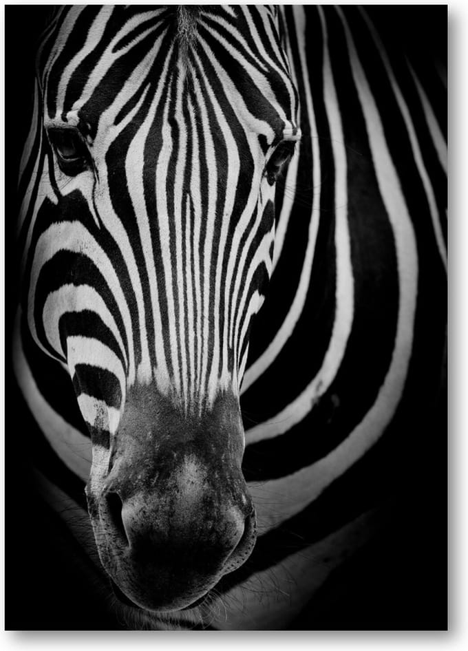 Zebra op donkere achtergrond - A3 Poster Staand - 30x42cm - Dieren - Minimalist