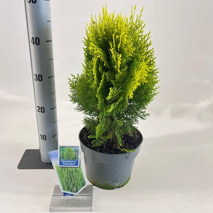 Thuja orient. ‘Aurea Nana’ (Platycladus) - Levensboom | 35-40 cm pot