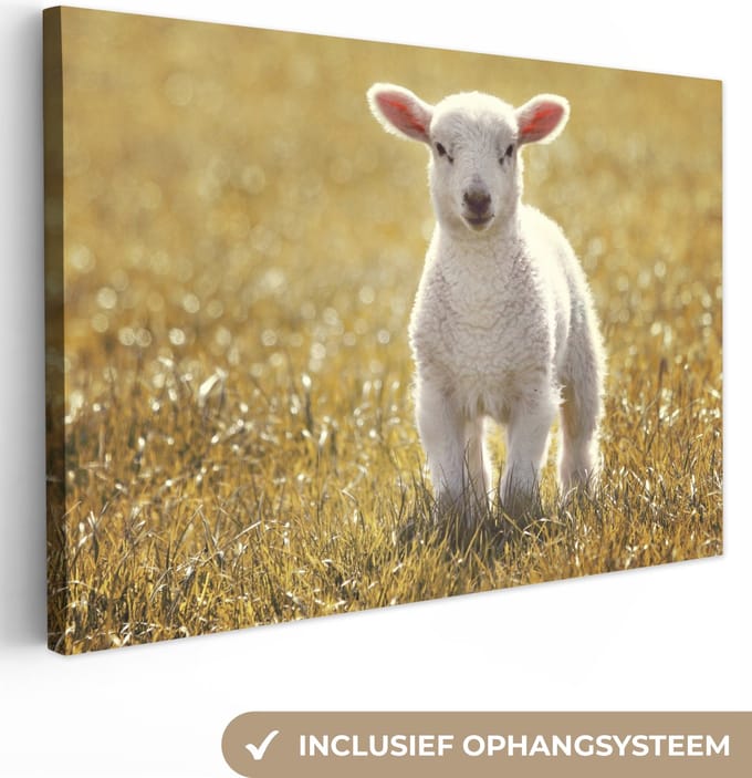 Canvas Schilderij Lam - Gras - Zon - 30x20 cm - Wanddecoratie
