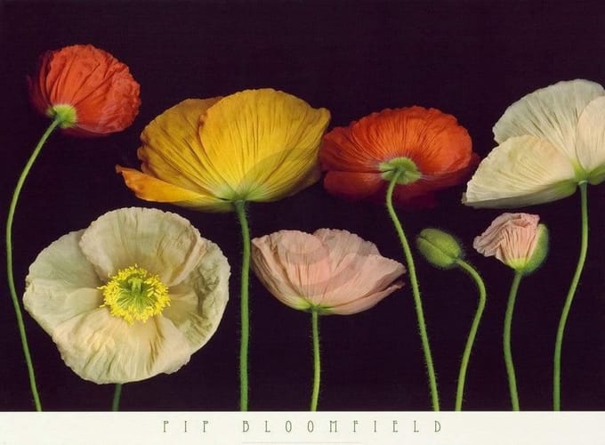 Kunstdruk Pip Bloomfield - Poppy Garden I 91x66cm
