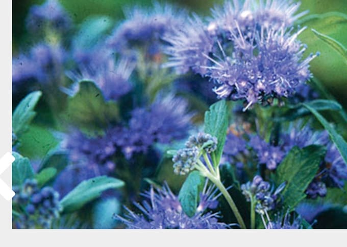 Caryopteris clandonensis 'Grand Bleu' - Blauwe Spirea, Baardbloem 30 - 40 cm in pot