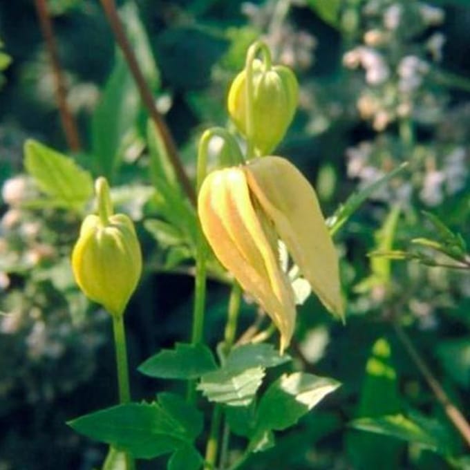 Clematis Tangutica - Bosrank 50-60 cm in pot