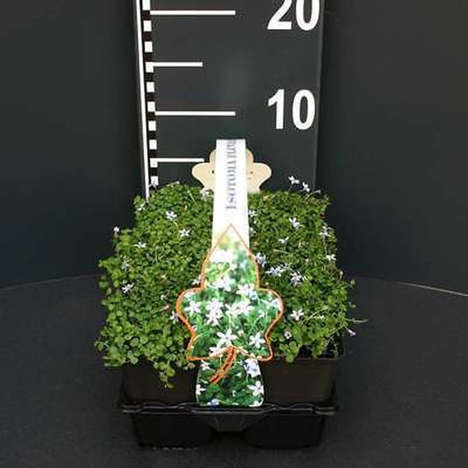 6x Isotoma - Isotoma fluviatilis ('Dark Blue') | 9x9 cm pot