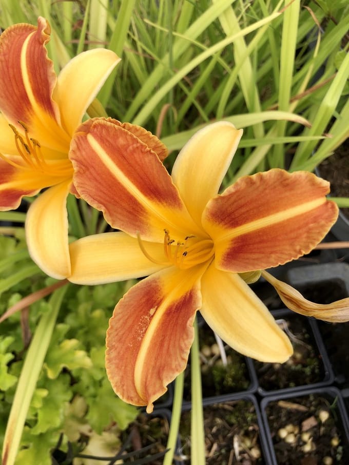 6x Daglelie - Hemerocallis 'Frans Hals' | 9x9 cm pot