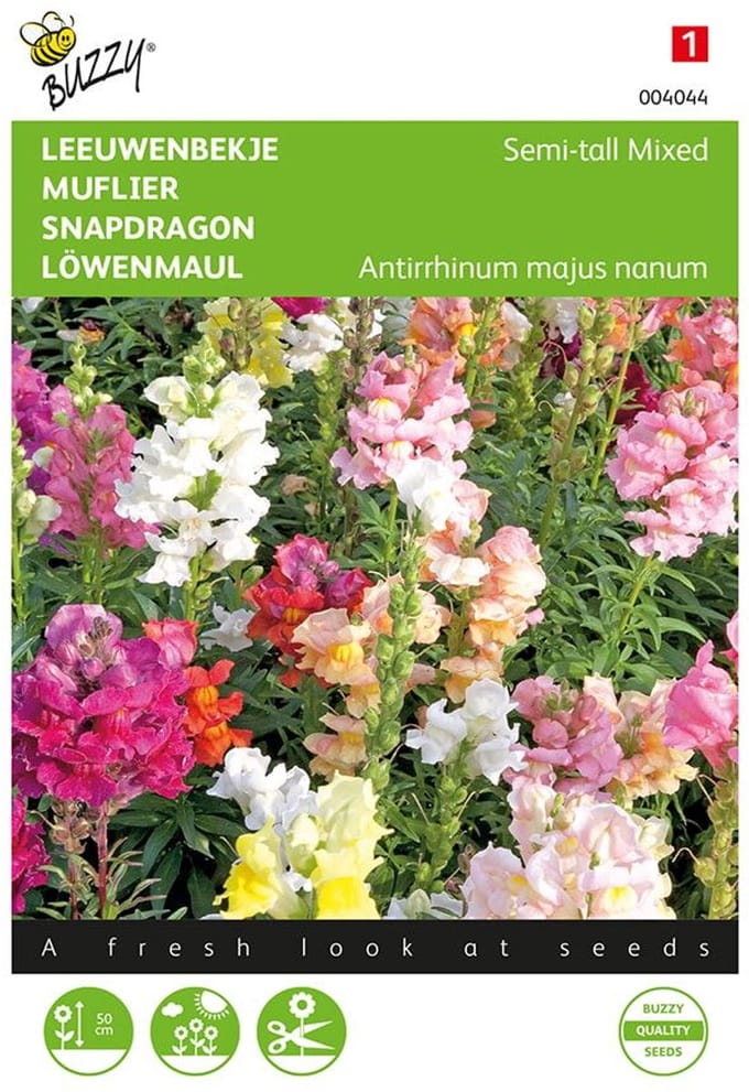 Leeuwenbekje - Antirrhinum majus nanum