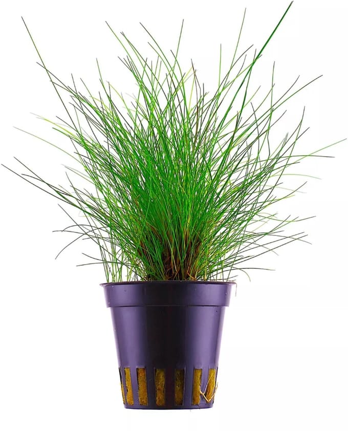 Aquaflora Eleocharus Parvula - In 5 CM Pot