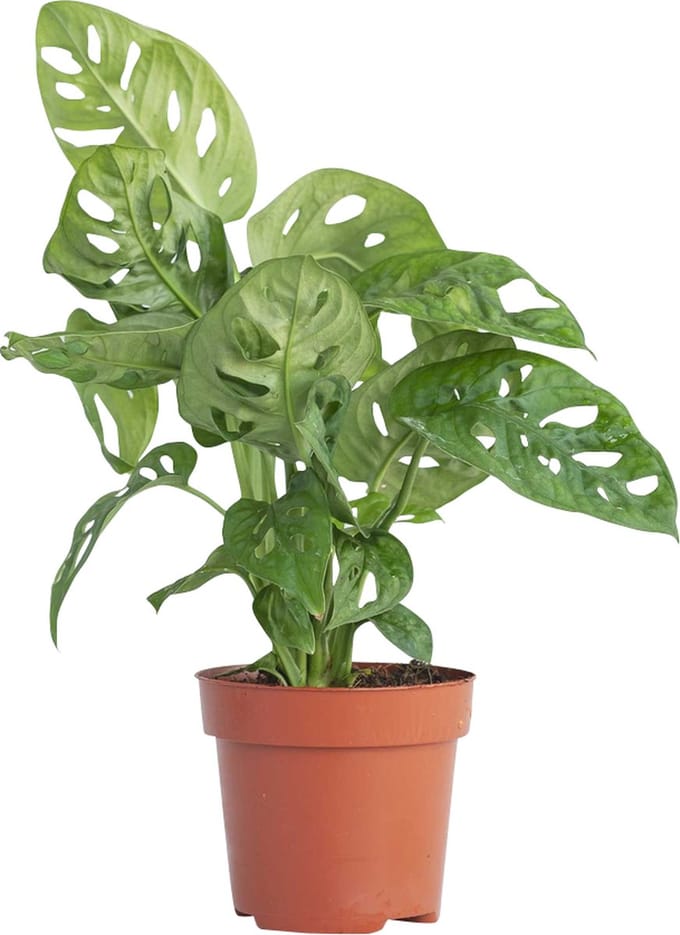 PLNTS - Monstera Adansonii - Kamerplant - Kweekpot 12 cm - Hoogte 30 cm
