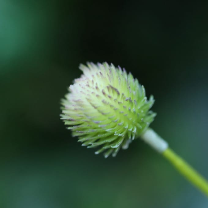 Gomphrena Kunsttak 65cm Creme