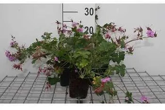 6x Ooievaarsbek - Geranium cant. 'Cambridge' | 9x9 cm pot
