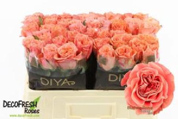 10x Rosa blushing reeva 50cm