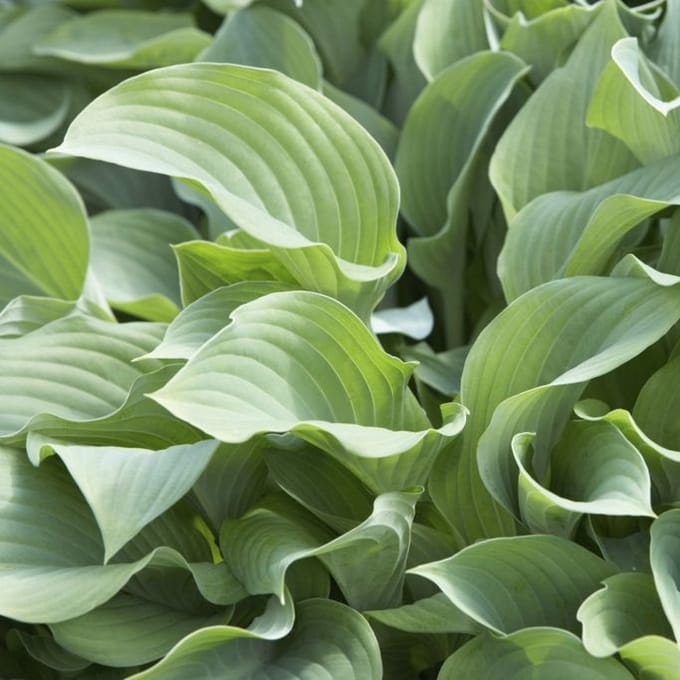 6x Hartlelie - Hosta ‘Krossa Regal’ - Pot 9x9cm
