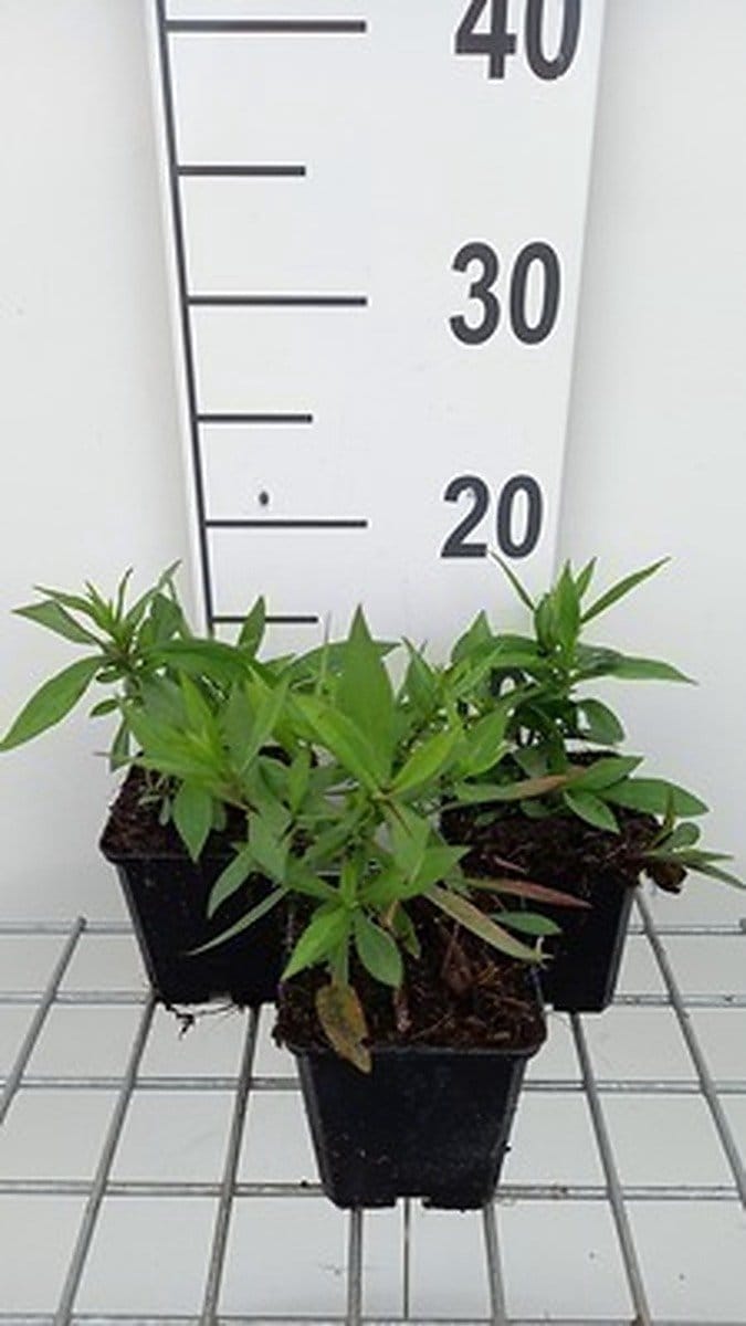 6x Aster - Aster dum. 'Mittelmeer' | 9x9 cm pot