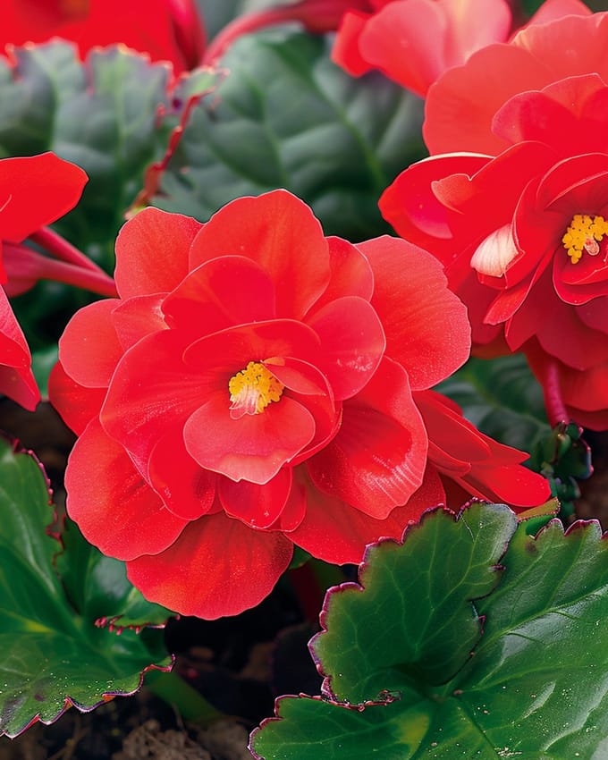 2 sets - Begonia Zaden Rode Komeet F1 Begonia Semperflorens Eenjarig
