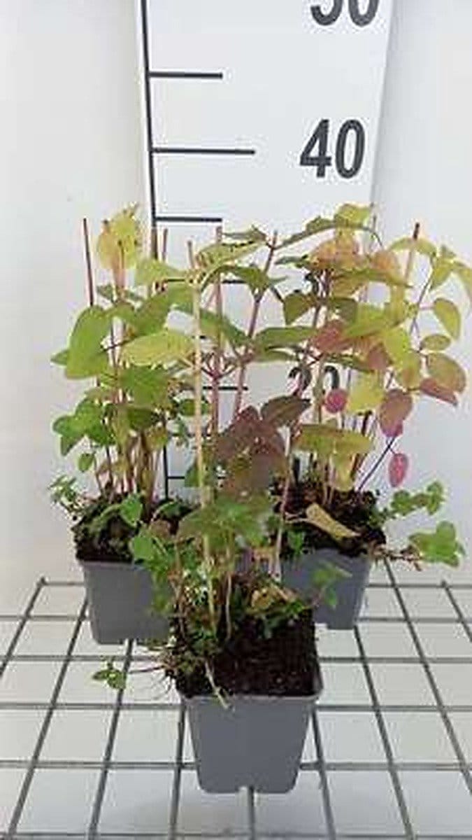 6x Bergamotplant - Monarda didyma | 9x9 cm pot