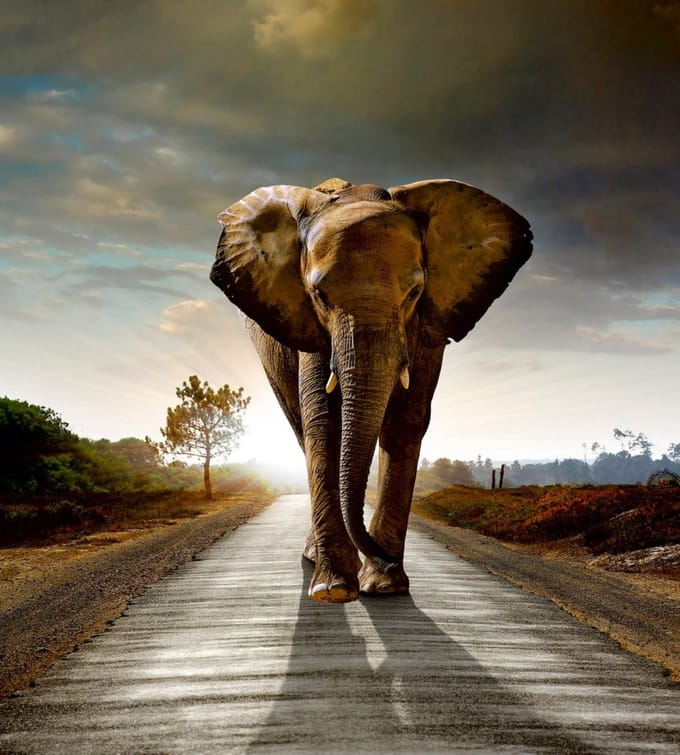 Fotobehang - Walking Elephant 225x250cm - Vliesbehang