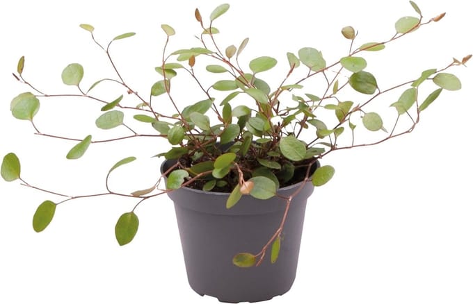 Muehlenbeckia Complexa - Terrariumplant