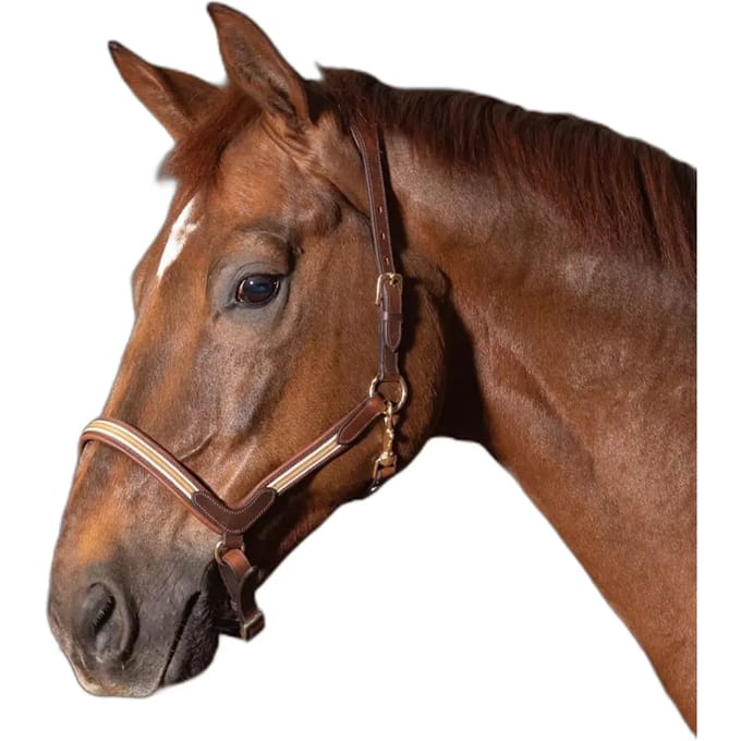 Leren halster voor paarden Harry's Horse Flash