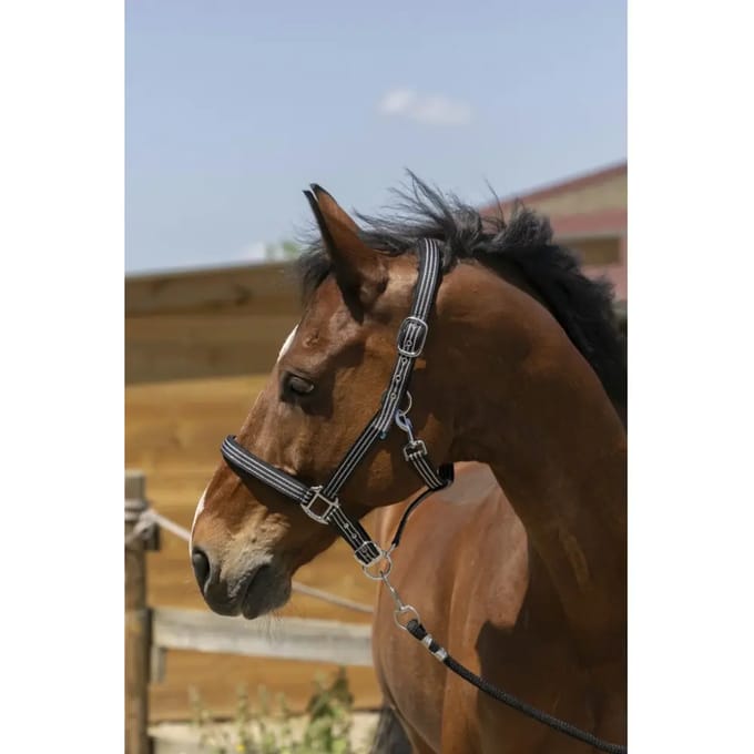 Halster voor paarden Norton Zari