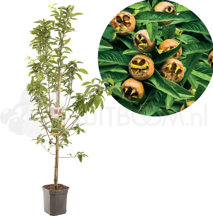 Mespilus germanica | Mispel | laagstam