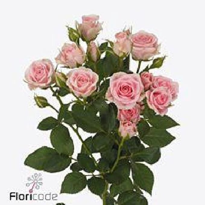 10x Rosa severina 40cm