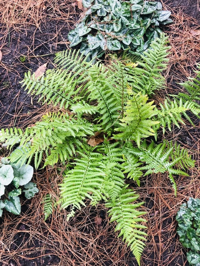 6x Goudschubvaren - Dryopteris Affinis | 9x9 cm pot