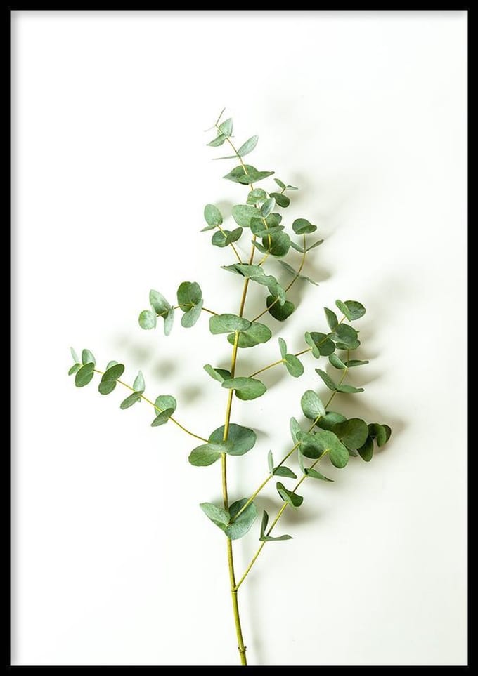Poster Eucalyptus - 30x40 cm - Plant Poster - WALLLL