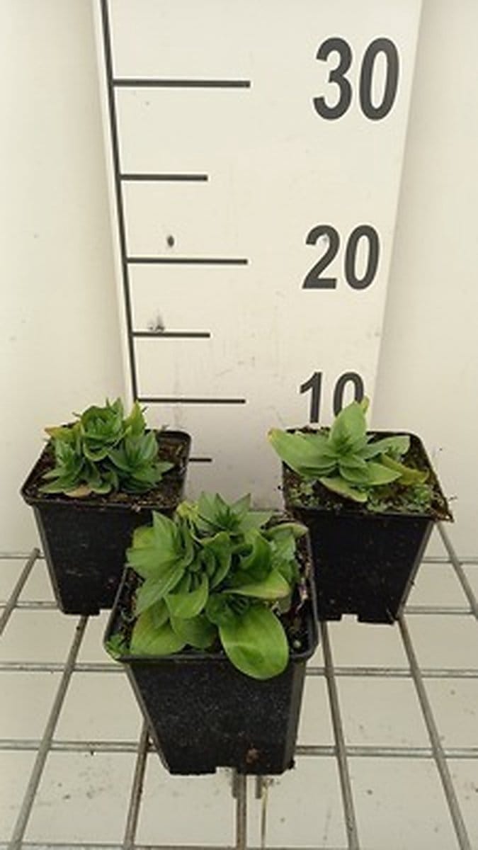 6x Ooievaarsbek - Gentiana asclepiadea | 9x9 cm pot