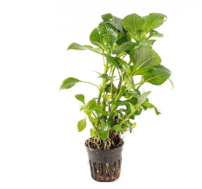 Aquaflora Hygrophila Parvifolia | in 5 cm pot
