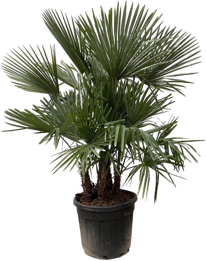Trachycarpus multi stam - 230cm- Ø50