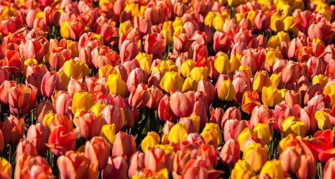 Canvas Schilderij, Tulp 003 (100x50cm)