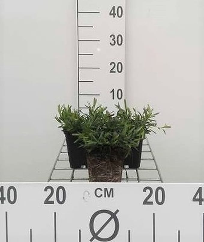 6x Steenanjer - Dianthus delt. Brilliant' | 9x9 cm pot