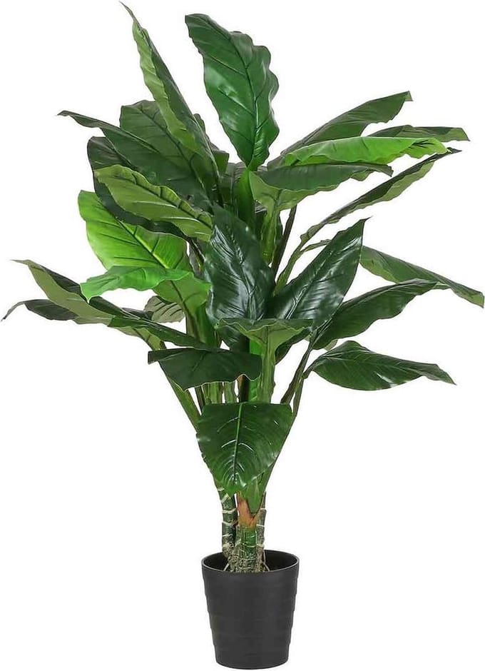 Mica Decorations spathiphyllum in plastic pot maat in cm: 160 x 80