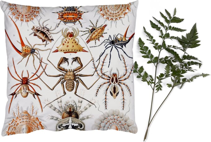 Sierkussens - Kussentjes Woonkamer - 60x60 cm - Retro - Spin - Ernst Haeckel - Spinnen