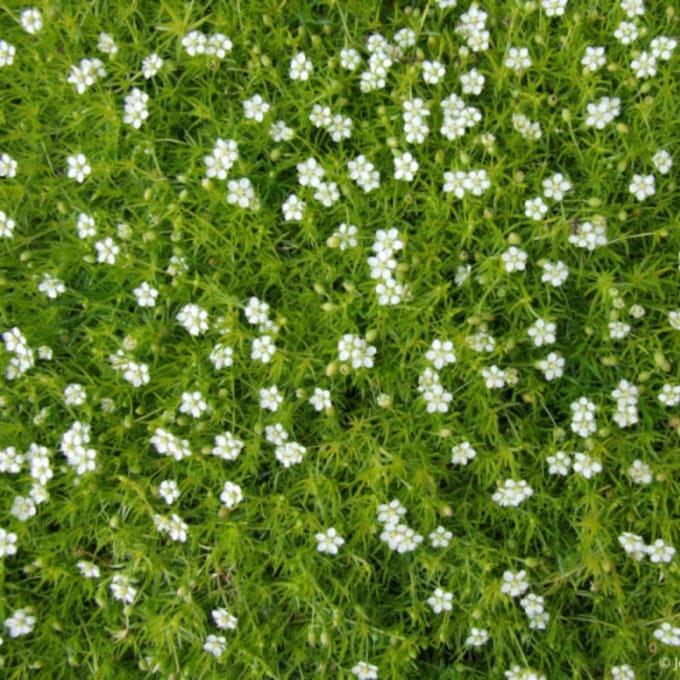 Sagina subulata - Priemvetmuuur - Bodembedekkers - Vaste planten - bloeit in Mei / Juni / Juli / Augustus