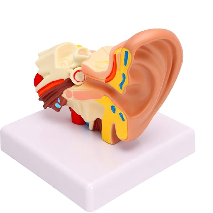 1,5 keer Vergroot Menselijk Oor Anatomiemodel Linker Buitenste Middelste Binnenste Structuur Anatomisch Oormodel