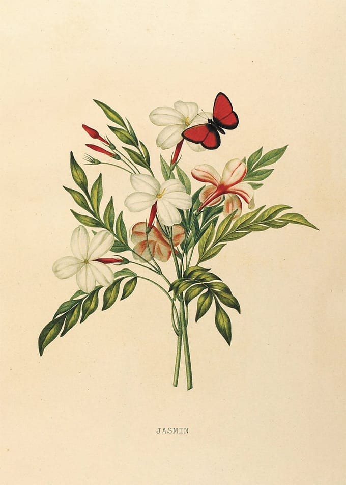 Jasmijn Bloem Vintage Poster 30x40 cm