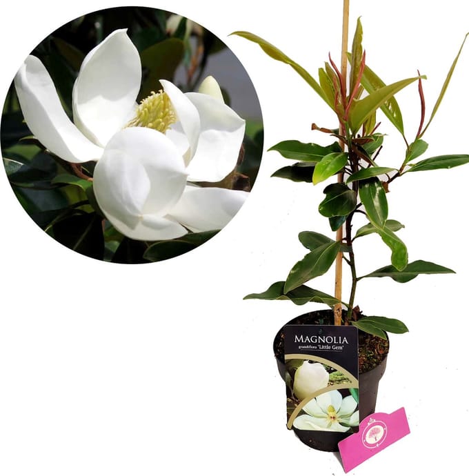 Magnolia Litte Gem, 2 liter pot