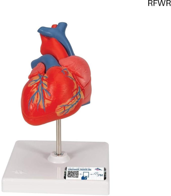 RFWR® Menselijke Anatomie Hart Model - 2-delig Inclusief Anatomiesoftware