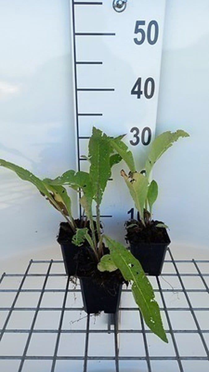 6x Inula - Inula helenium | 9x9 cm pot