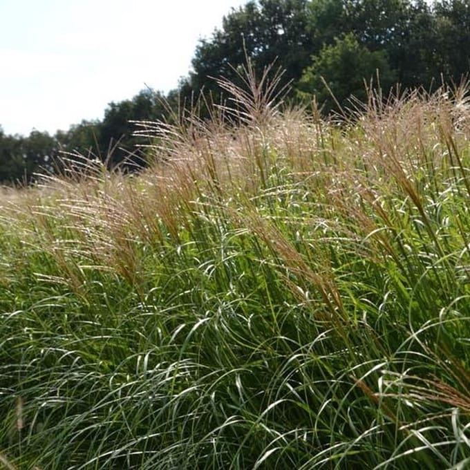 6x Prachtriet - Miscanthus sinensis ‘Krater’ - Pot 9x9cm