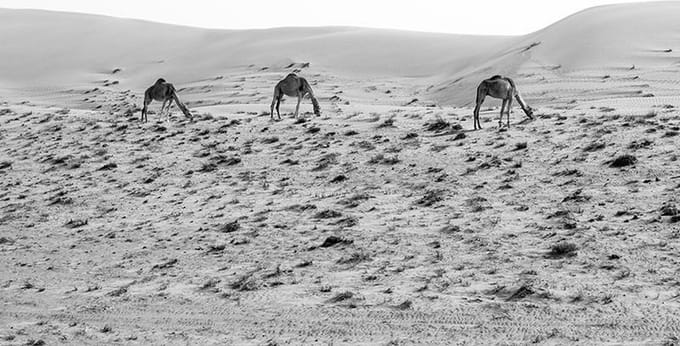 Poster Kamelen In Oman - 30x40 cm - Natuur Poster - Zwart-Wit Poster - WALLLL