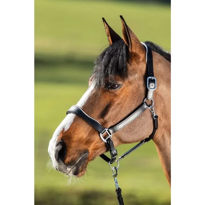 Lederen halster voor paarden HFI Two-Tone