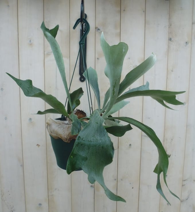 Warentuin natuurlijk - Hangplant Hertshoornvaren