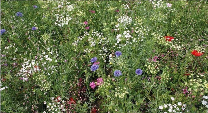ROMANTIC - Veldbloemenmengsel Een- & meerjarig  (wildbloemen) – Advanta – 100 gr
